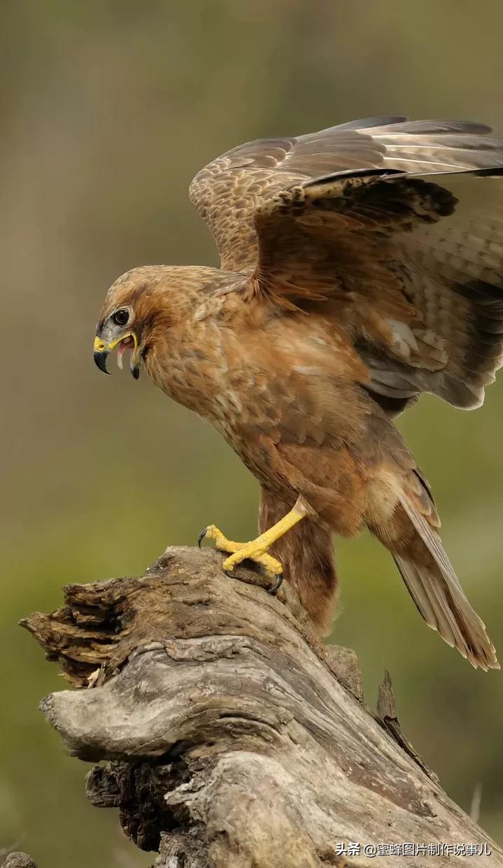 有关雏鹰的名言关于雄鹰的励志名言或对联