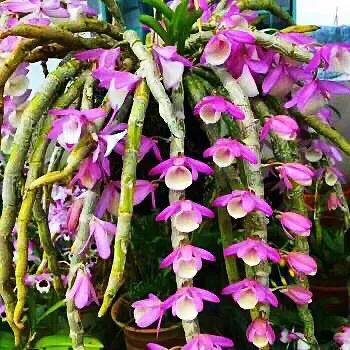 玫瑰石斛～茎悬垂，花姿优雅，玲珑可爱，花色鲜艳，气味芳香