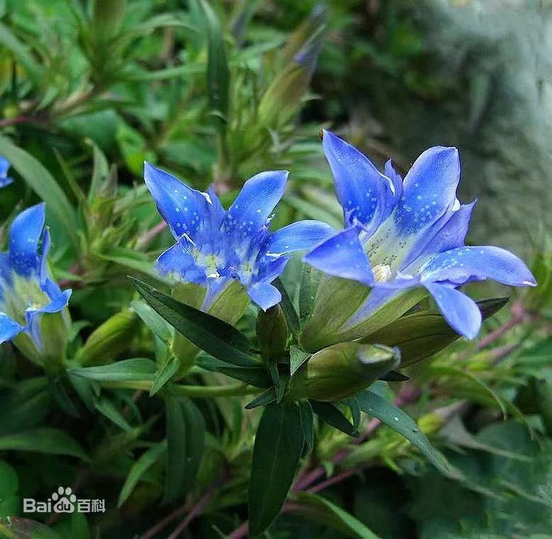 每日一味抗癌中药——龙胆草,比黄连更苦的中药,清热燥湿泻肝火