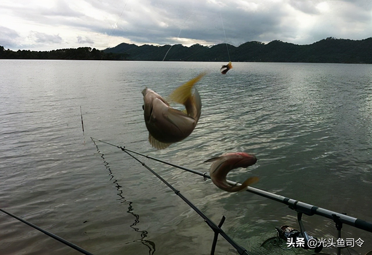 收費水庫青魚,草魚都能釣,為何不能釣鰱鱅?難道是老闆玩不起?