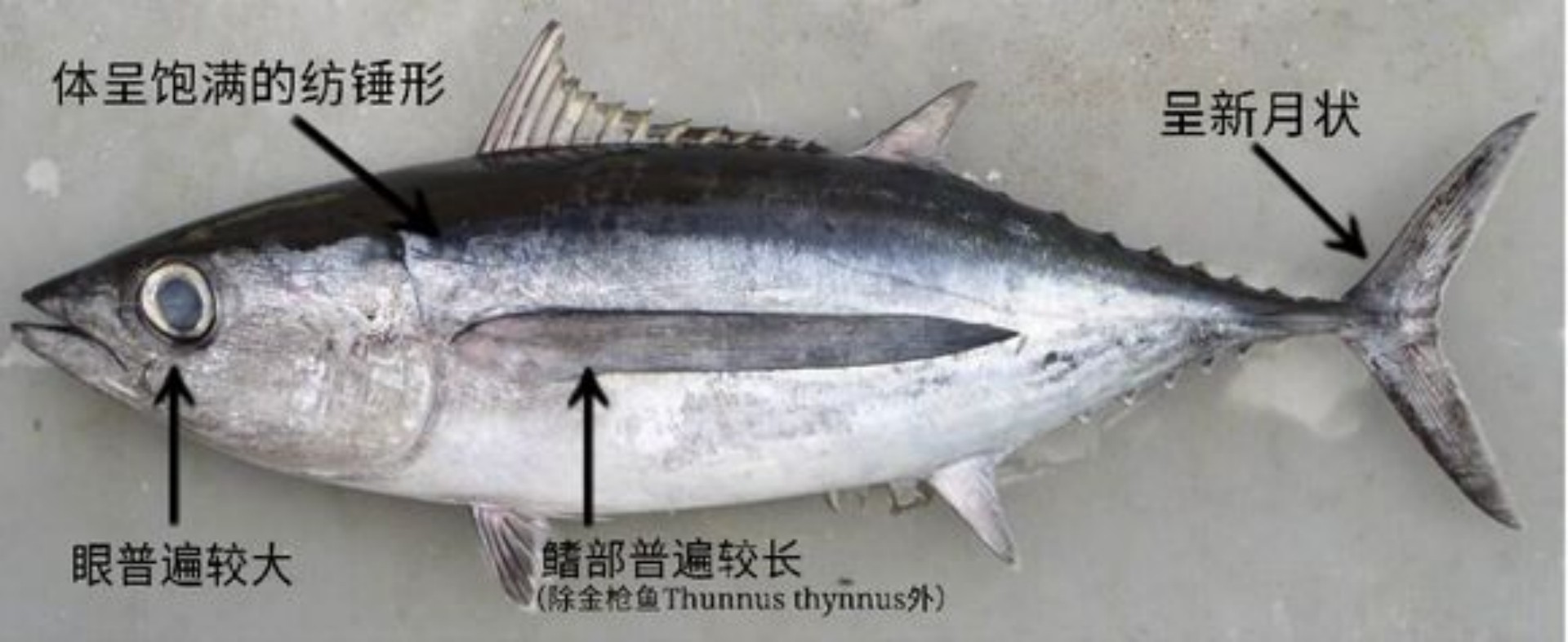 加拿大渔民钓获一条907斤的金枪鱼，一天后被日本人16.7万元收购