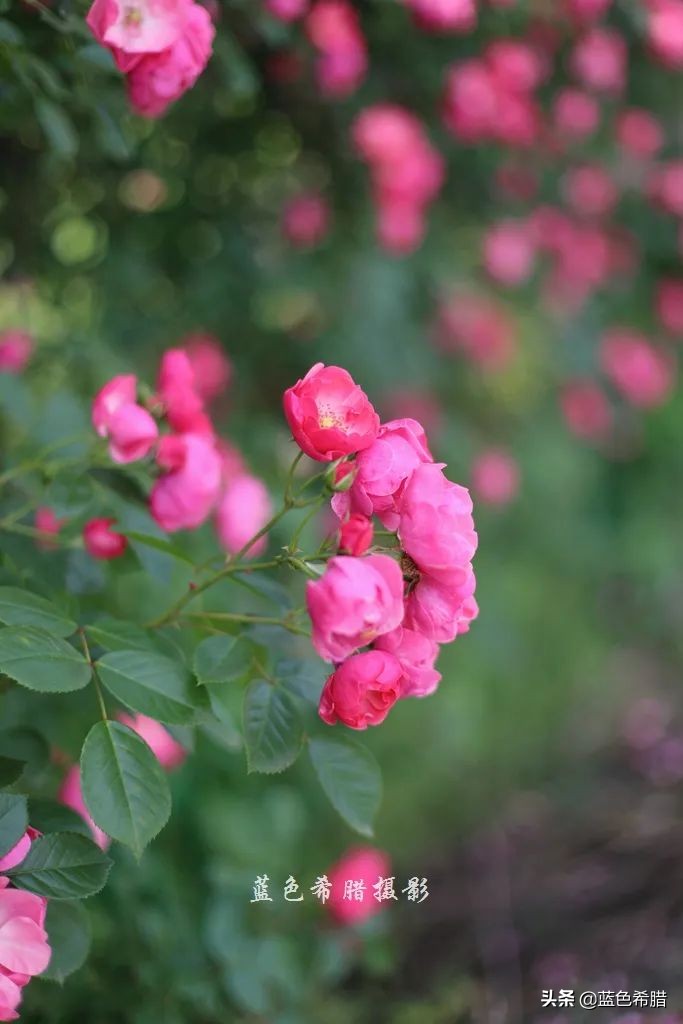 蔷薇花长什么样子图片（细嗅蔷薇感受夏日的浪漫诗意）