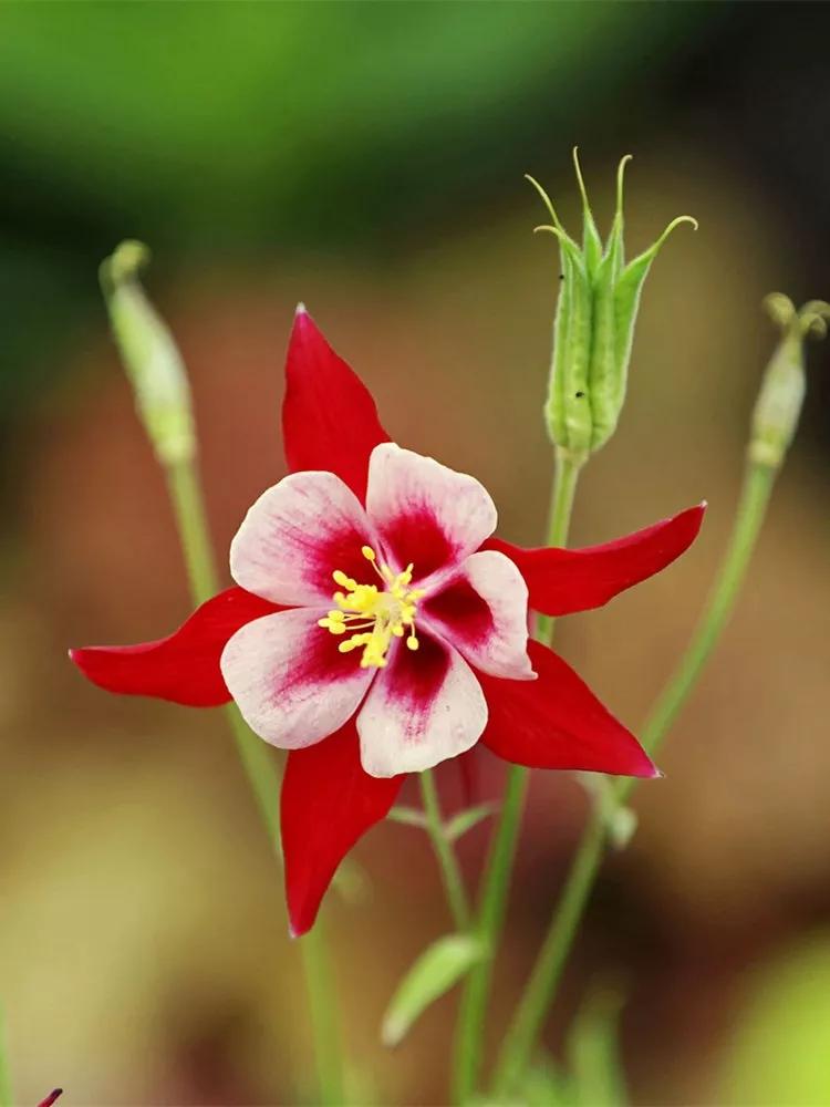 花朵美图|温柔甜美的初吻,大丽花,耧斗菜花朵合集160张
