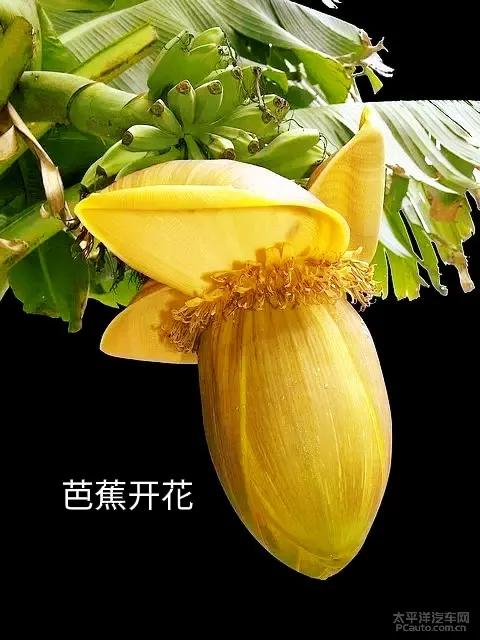 云南的春节作文500字（2022年昆明的春节）