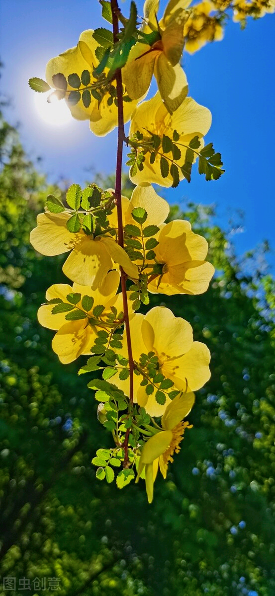 一花一思念，清明细雨花漫天，年年祭扫仙人墓，岁岁感念亲人情