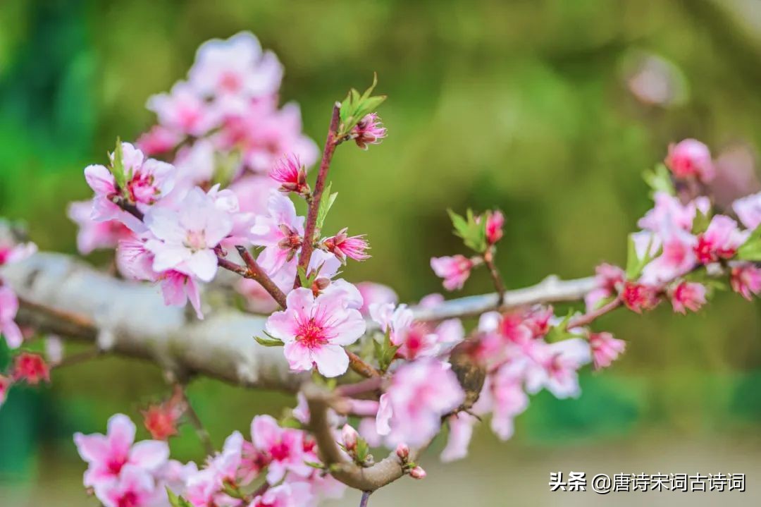 桃花映水，春意分外浓