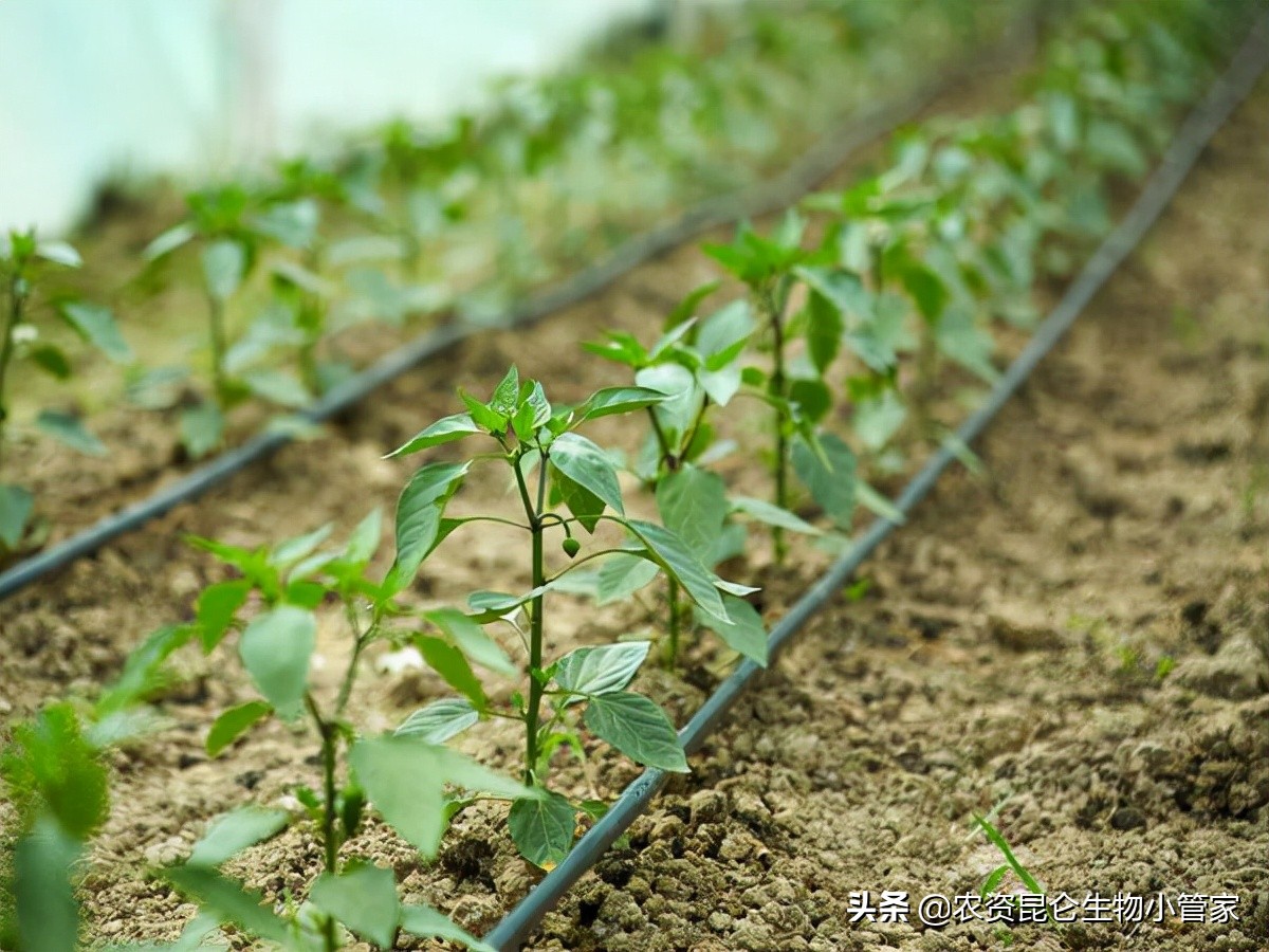 矿源黄腐酸钾能用于大棚蔬菜吗？一亩地多少用量？那个牌子的好