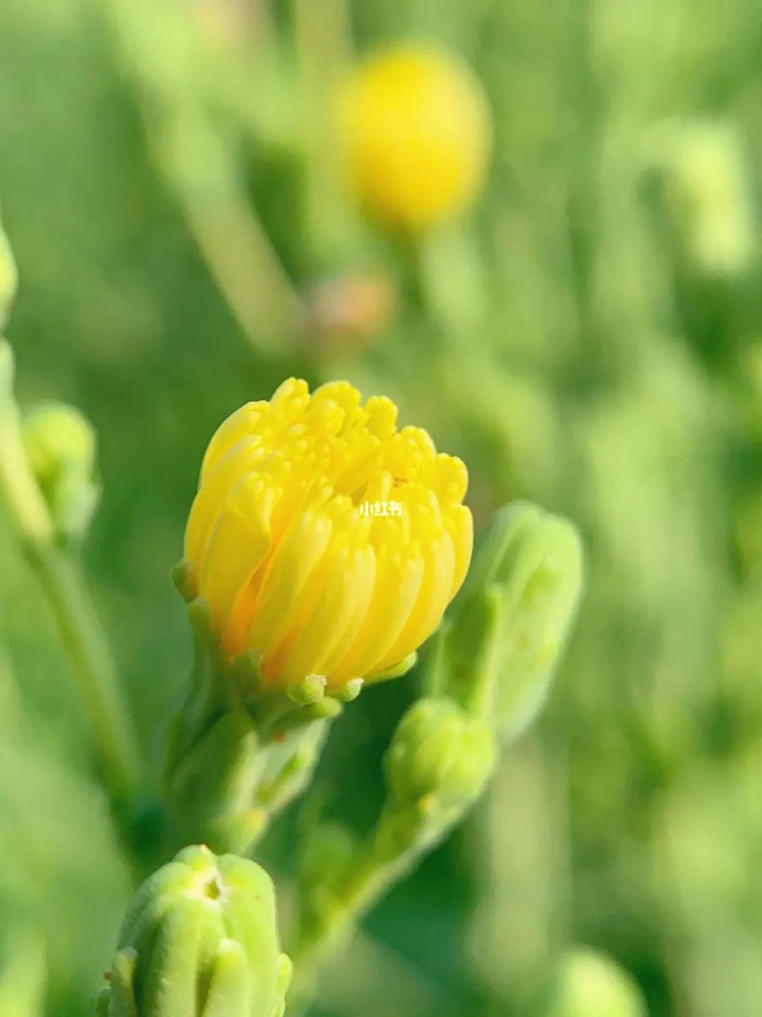 鲜花图片大全唯美清新(150张绝美花开照片) - 赤虎壹号