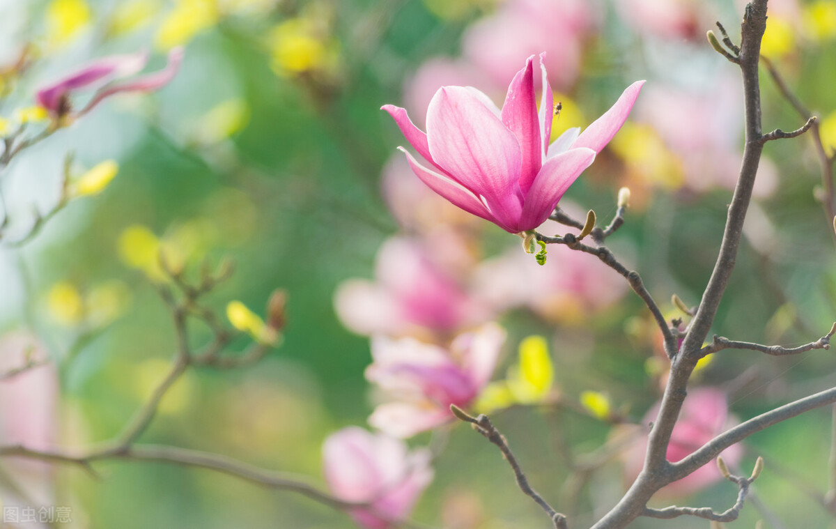 亲爱的，我爱你！花朝月夜再无你，沧海桑田都是念