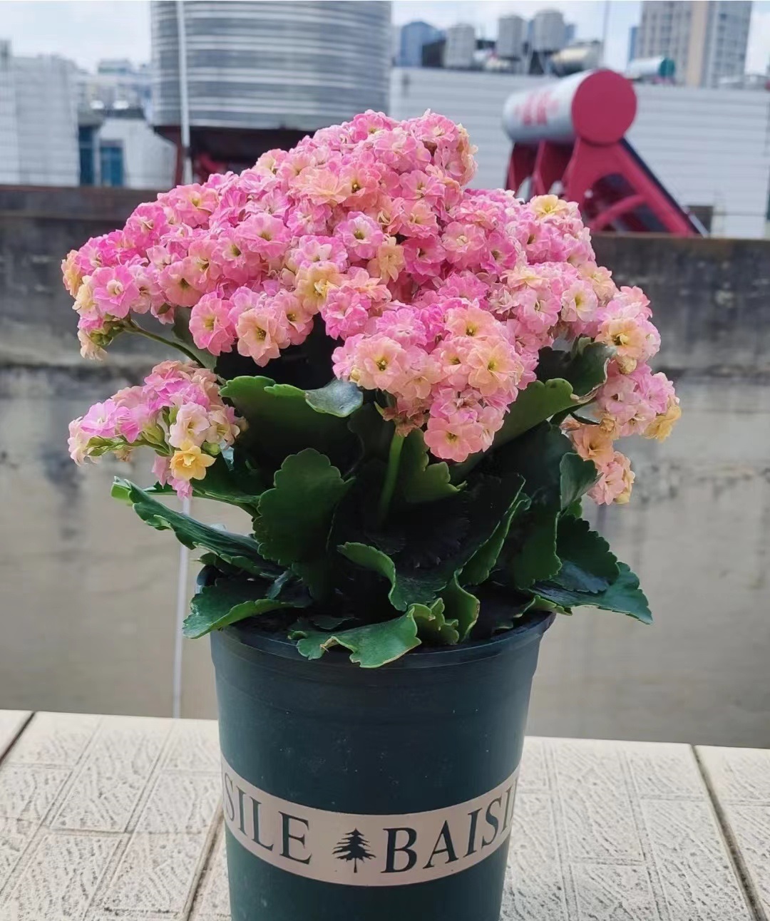 据称是国内花商发现并保留下来的,一出现就惊艳了长寿花爱好者们,以花