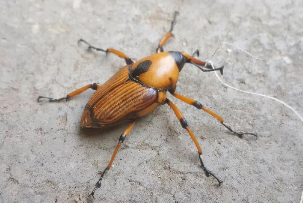 竹笋虫多少钱一斤(竹象虫:专门危害竹子,儿时抓来当玩具,如今养殖的