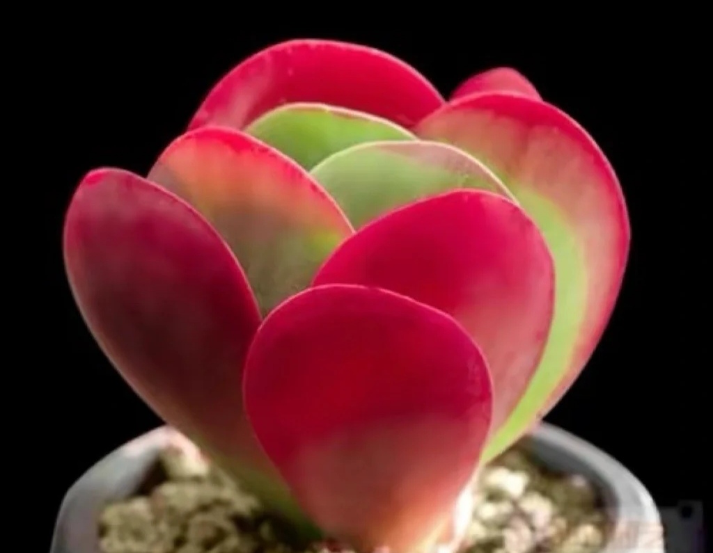 那些美出天际的多肉,既漂亮又好养,治愈心灵第一名