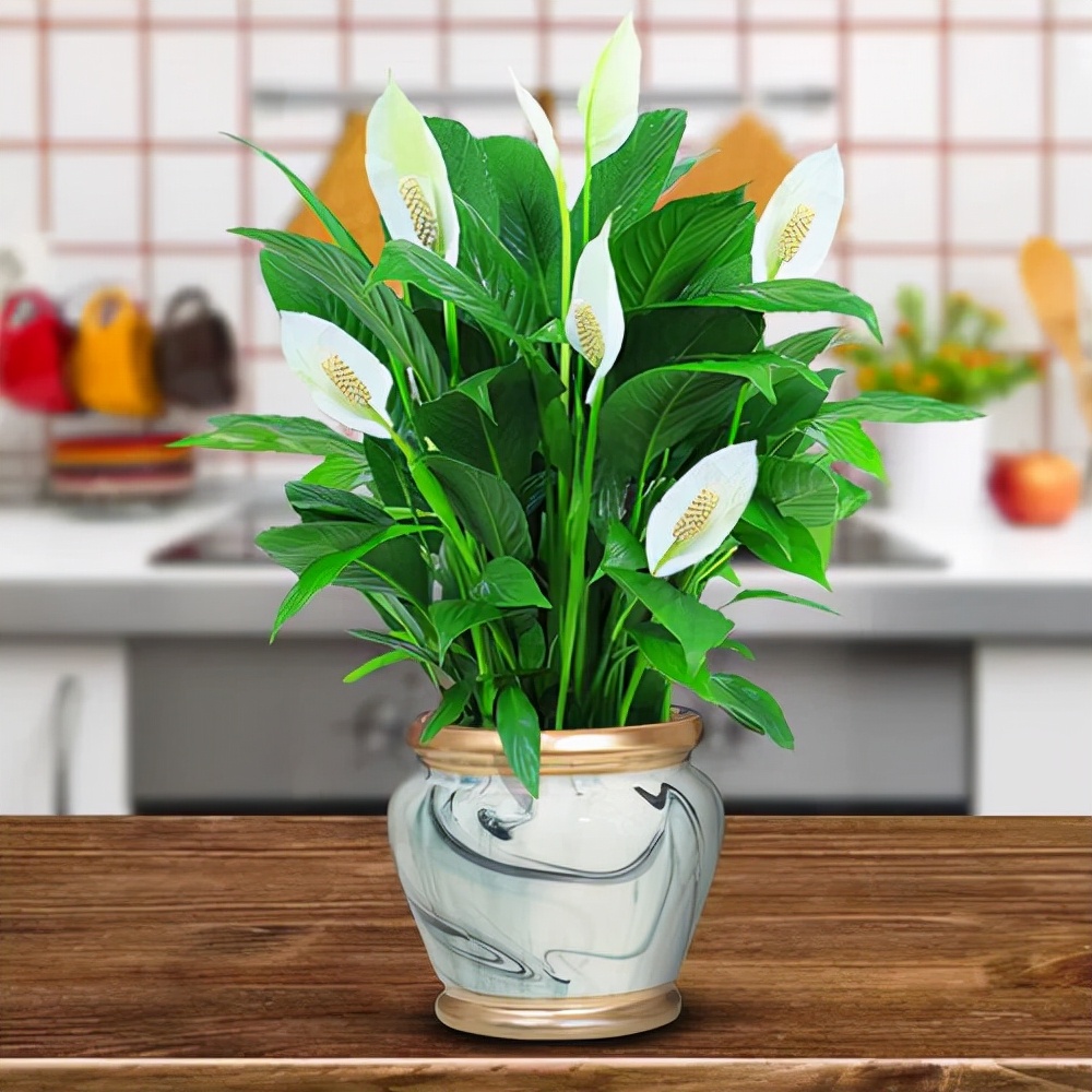 家里光照不足，建议养这10种“耐阴花”，有点散光就能长得很美