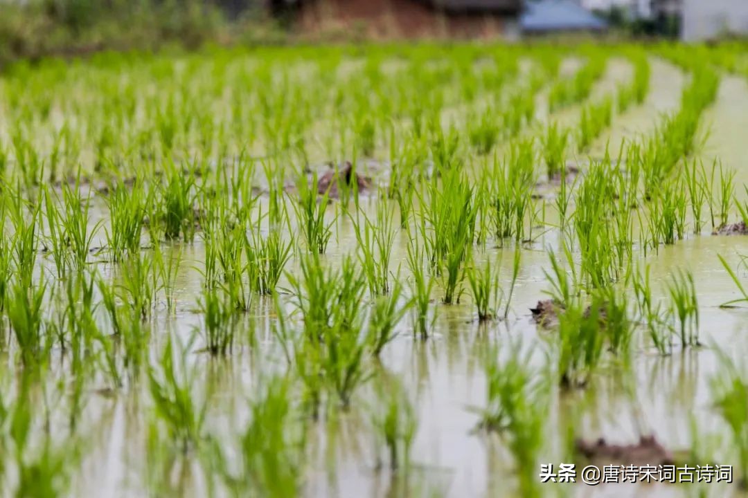 青绿田畴间(禾苗青青，夏日清新)