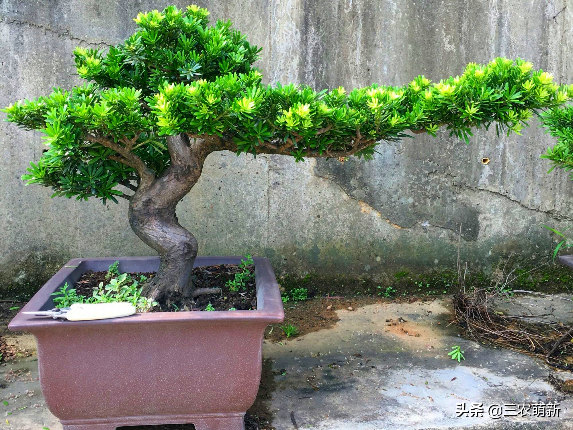 有些朋友将家里的罗汉松盆景长时间摆在阴凉处,会发现它的枝条变得