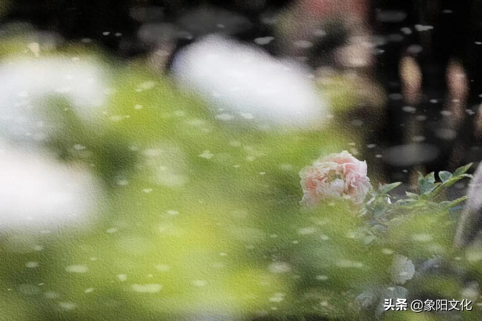 诗词/摄影欣赏：《国粹》《朱顶红》《待到山花烂漫时》「281」
