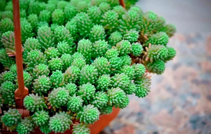 4,薄雪万年草薄雪万年草是属于景天科的一种多肉植物,它是属于覆盆草