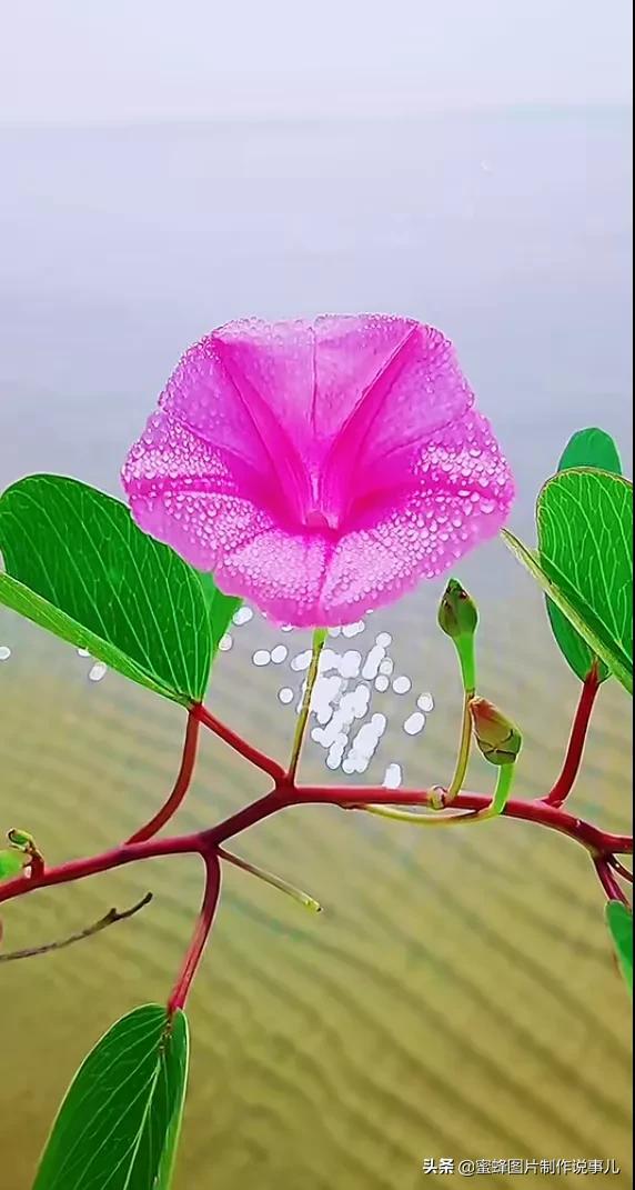 各种花卉植物，养在家里什么地方合适