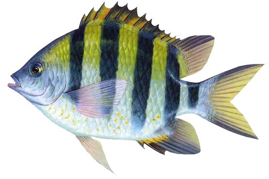 海洋生物图片,海洋生物图片及名称大全