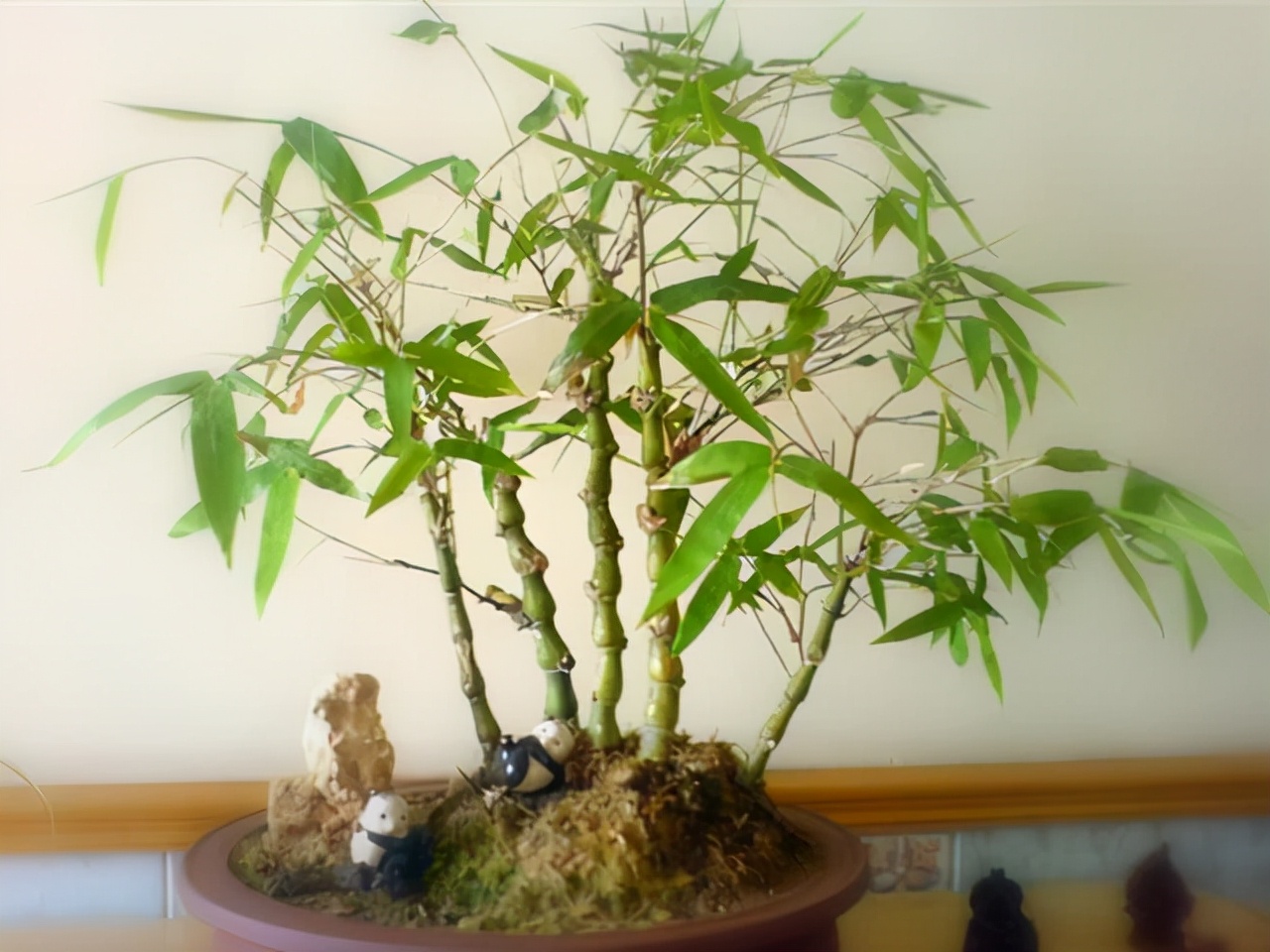 凤尾竹开花（盘点3种绝美可以养在室内的竹子）