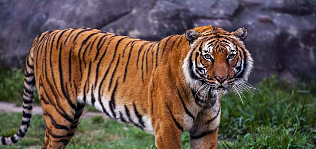 江西多人看见野生华南虎,为何专家还说它们灭绝了?问题出在哪?