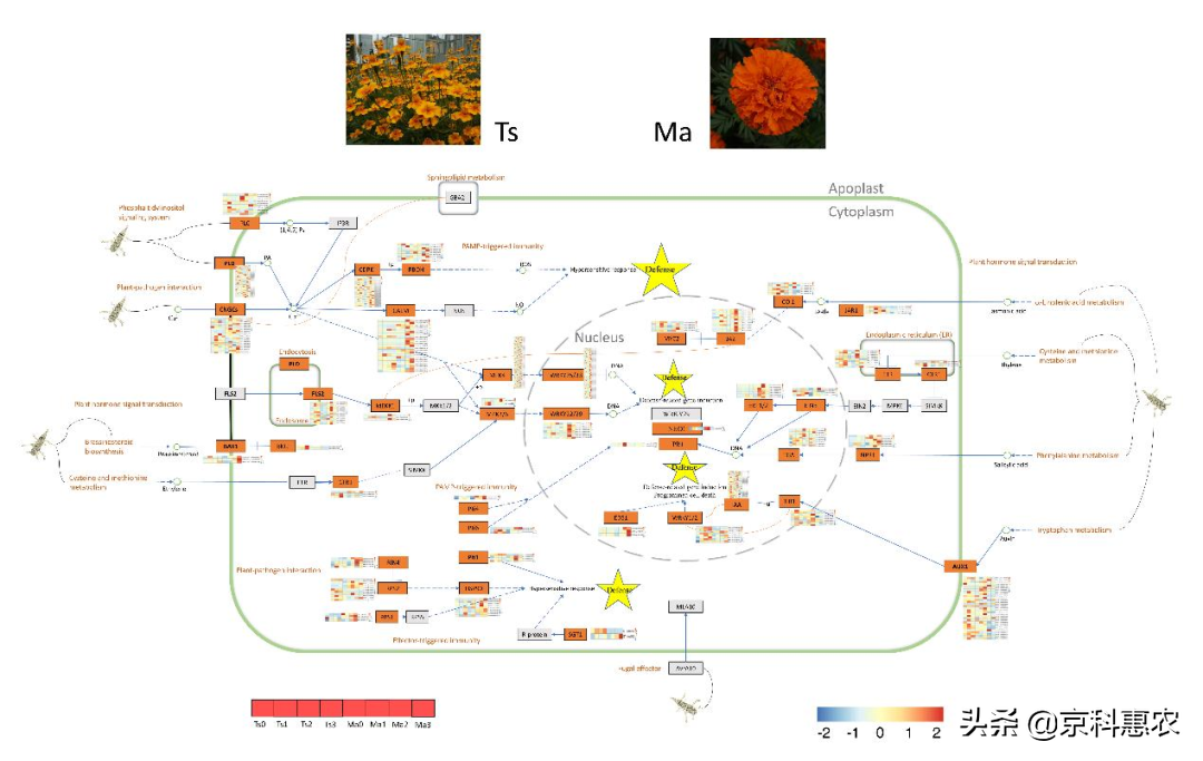 【科研进展】北京市农林科学院草业花卉所在万寿菊抗黑斑病机制研究中取得进展