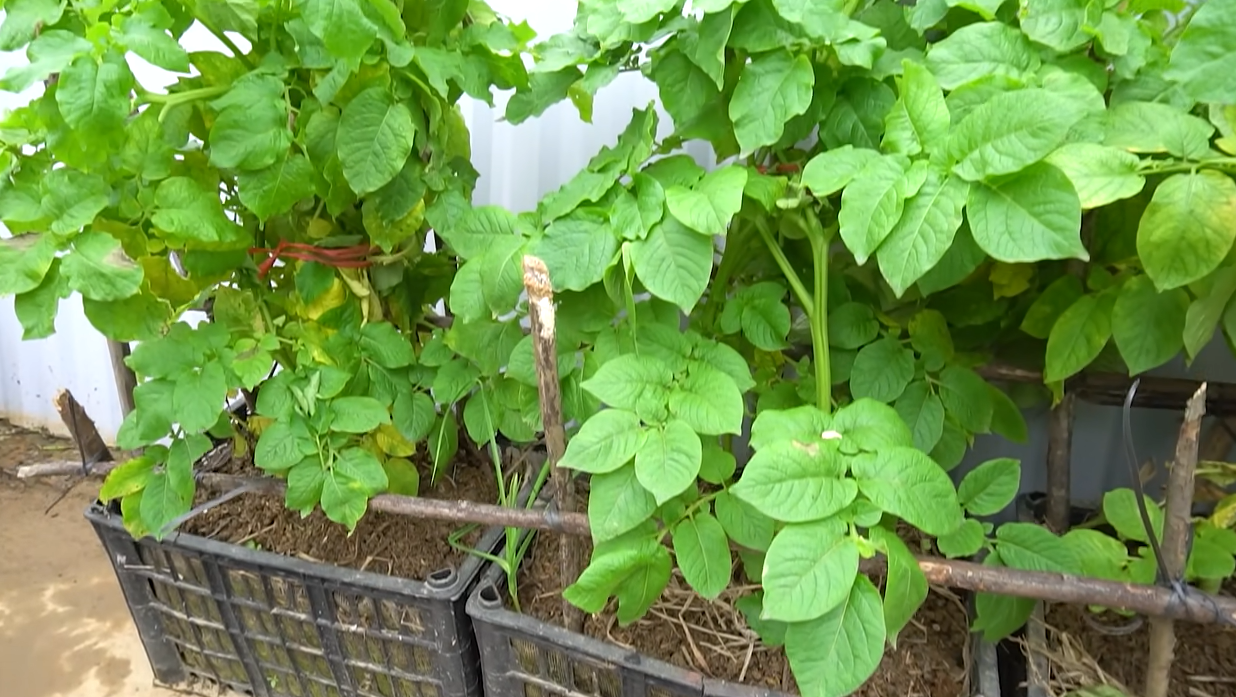 经过大约55天的时间之后,土豆苗越长越高,这时候可以利用树枝搭架子