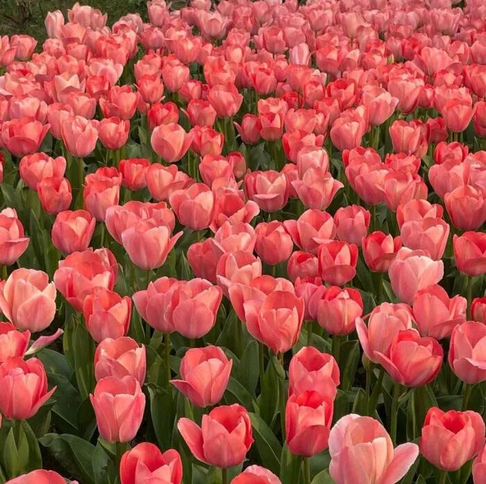 高考各科复习攻略，送给想要提高成绩的你