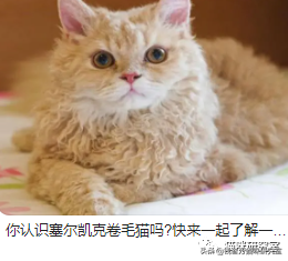 美短猫多少钱一只(买猫防坑指南3：猫的价格规律，和三十种常见品种猫的合理价格)