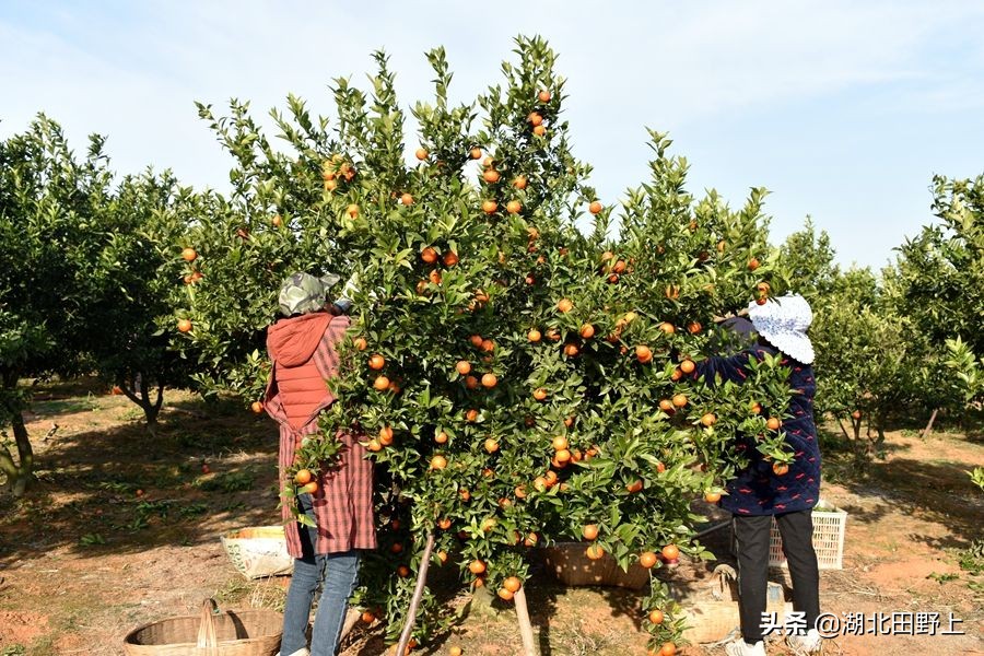 见证一个柑橘产业大村——鸦鹊岭镇云台村回访小记
