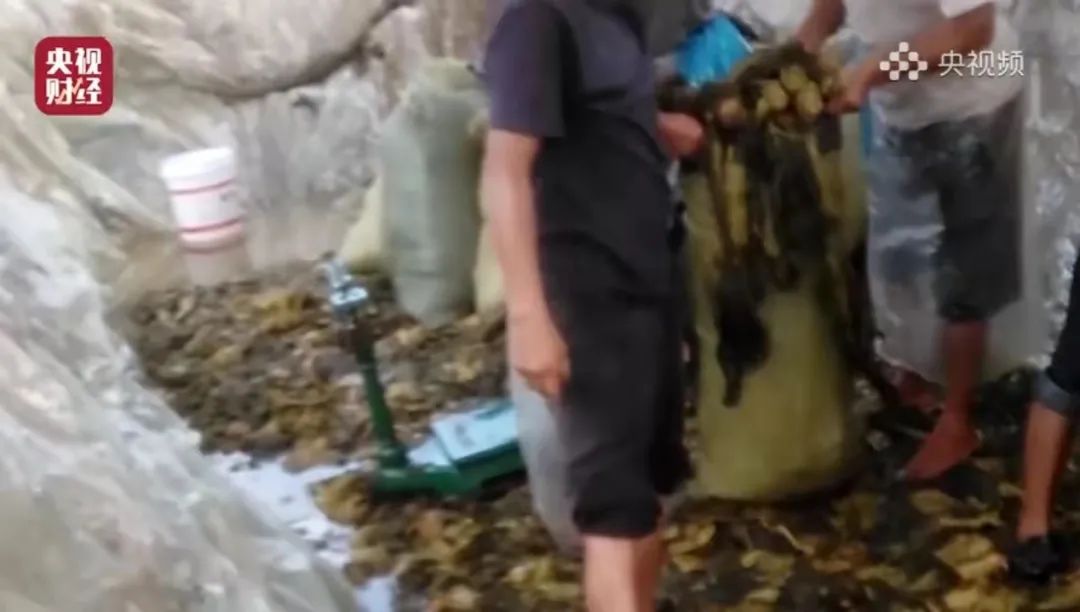 今年3·15晚会，画面“不忍直视”，中国人只骗中国人？