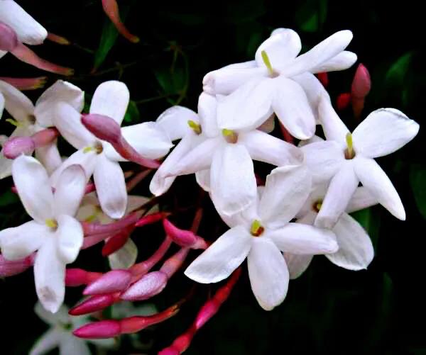 芳枝馥郁，仙气飘飘的素馨花