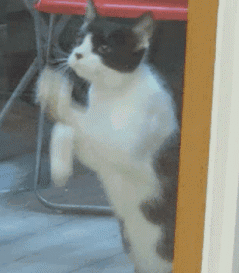 猫咪半夜蹦迪，如何友好地将TA请出卧室