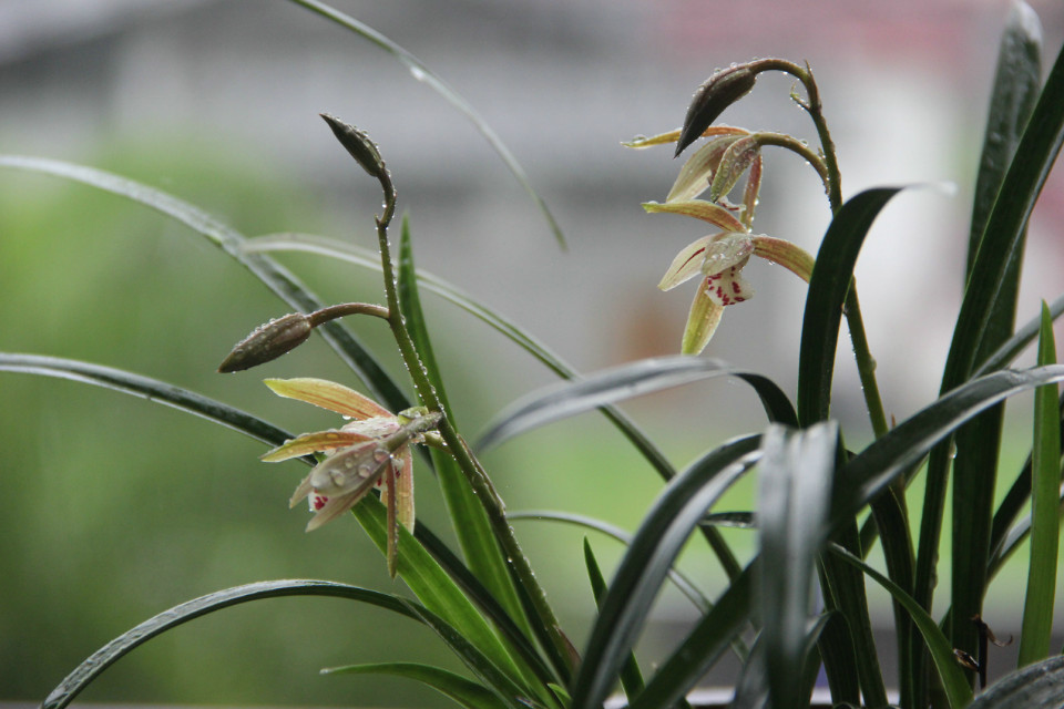 幽香最适合形容兰花