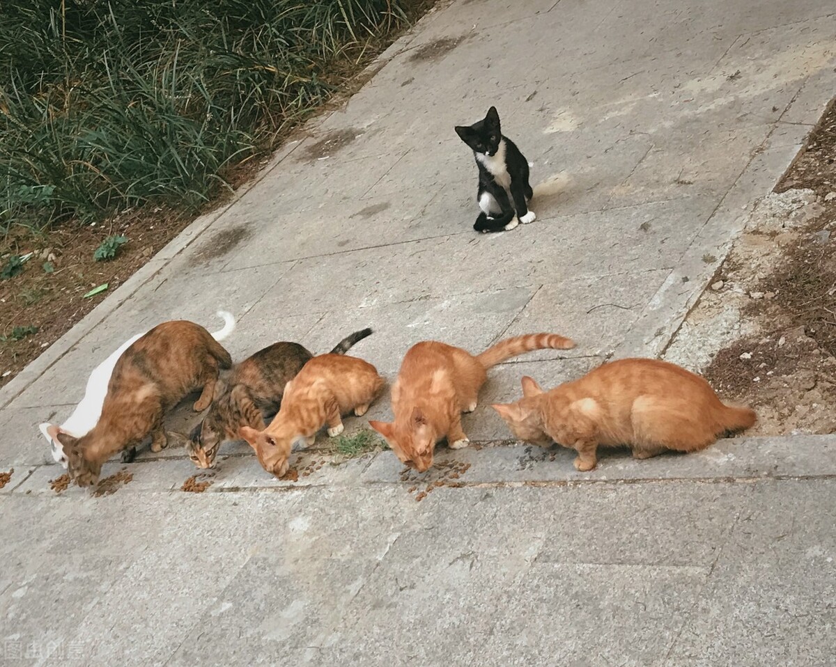 孩子可以讲的数学小故事——数字的起源