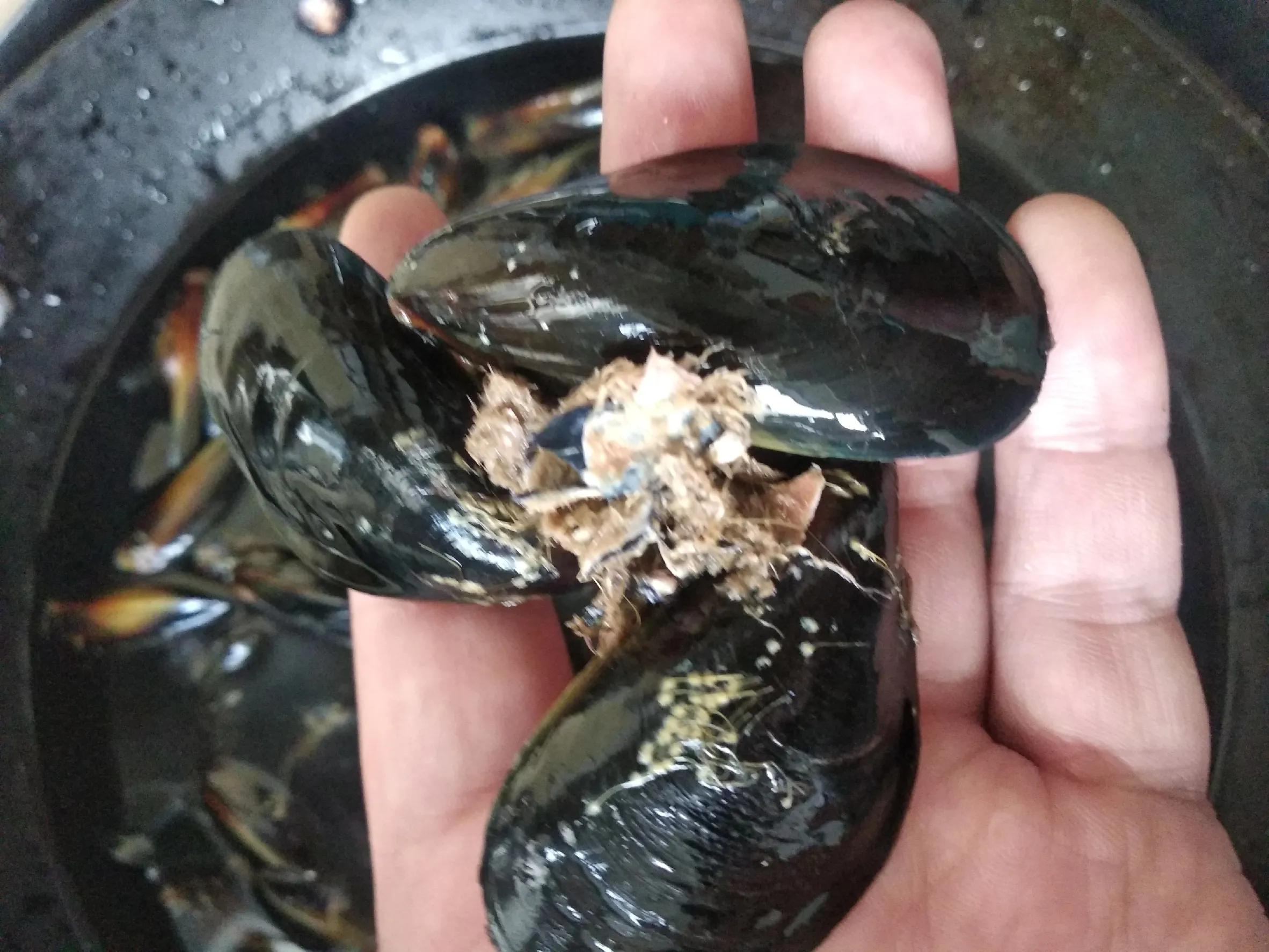 胶东人:别逗了!海虹可不能随便吃