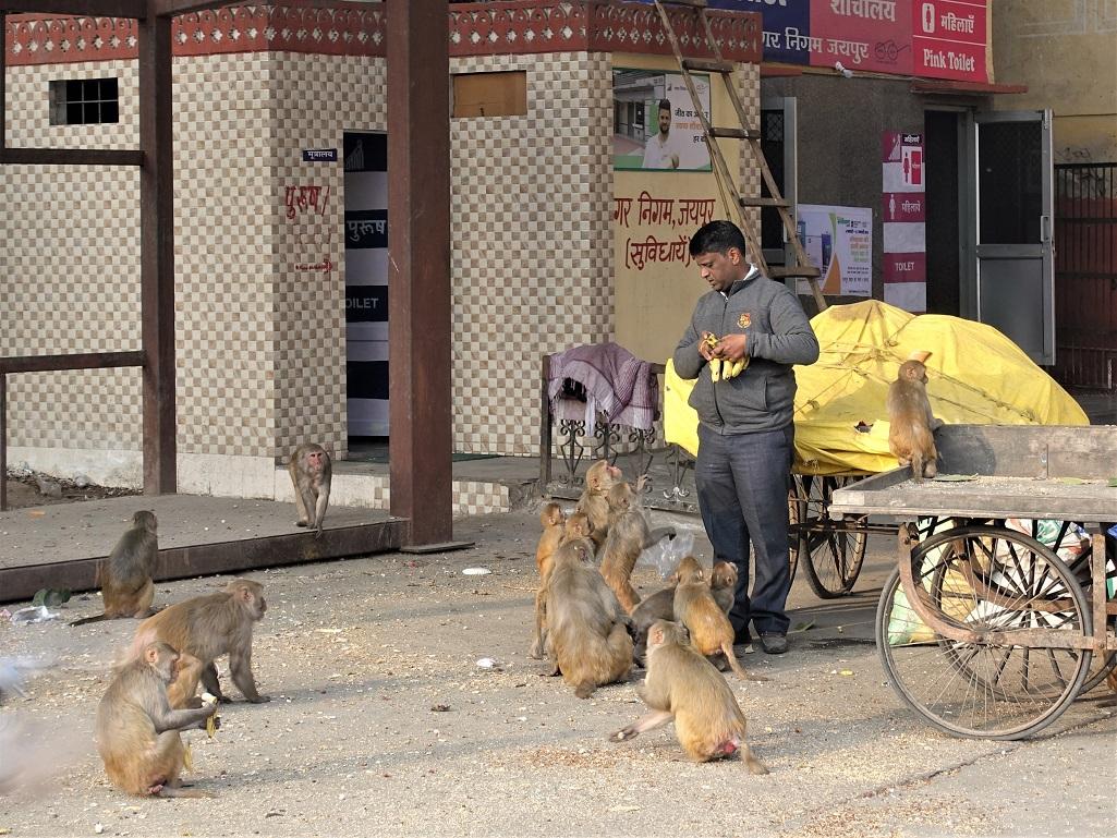 腊月的猴是什么命(非洲人杀猴为食，印度人奉猴为神，为什么同猴不同命？)