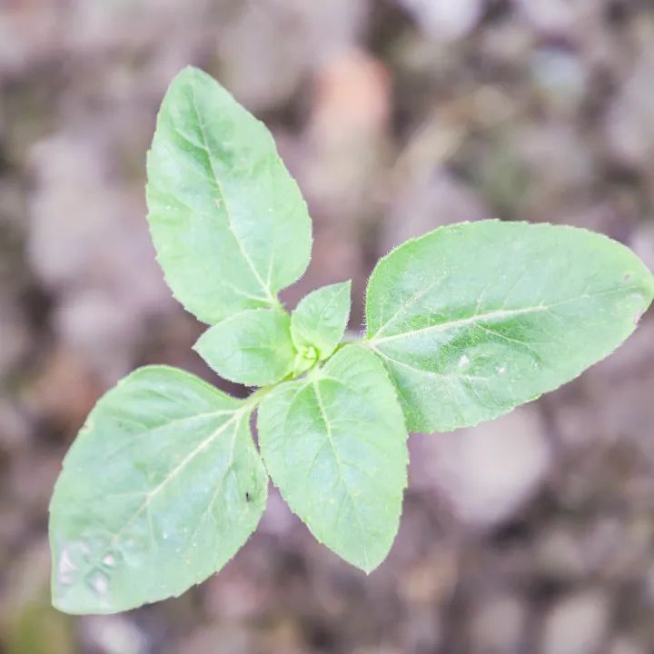 「责任教育 劳动课程」成都市双流区黄甲小学开发特色劳动种植课程