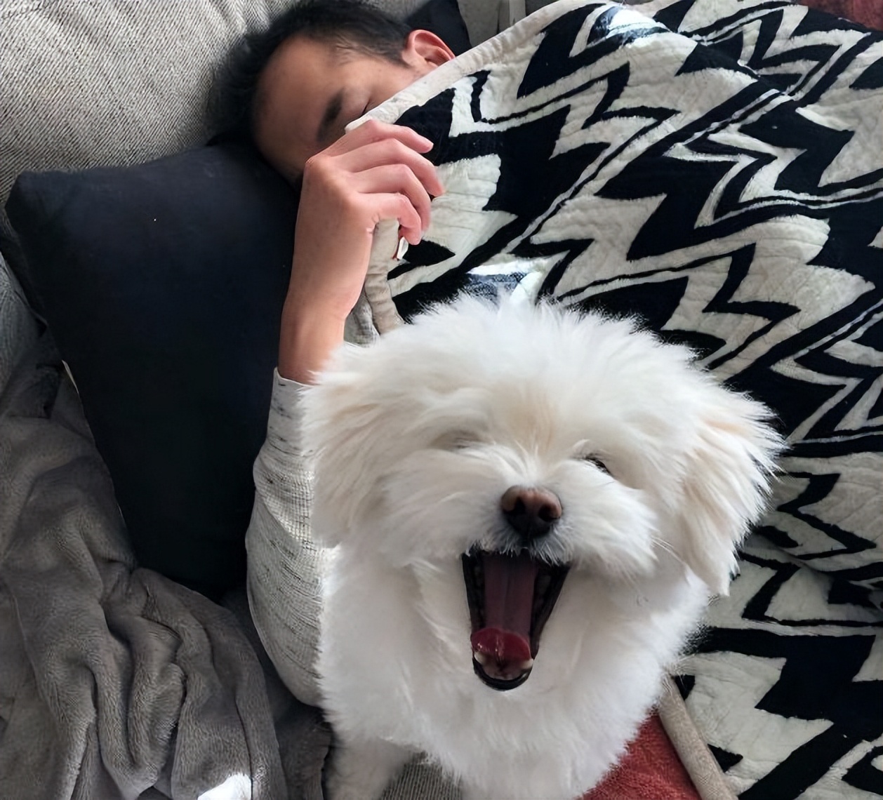 狗狗“掏心掏肺爱你”的7大表现，说明没白养它