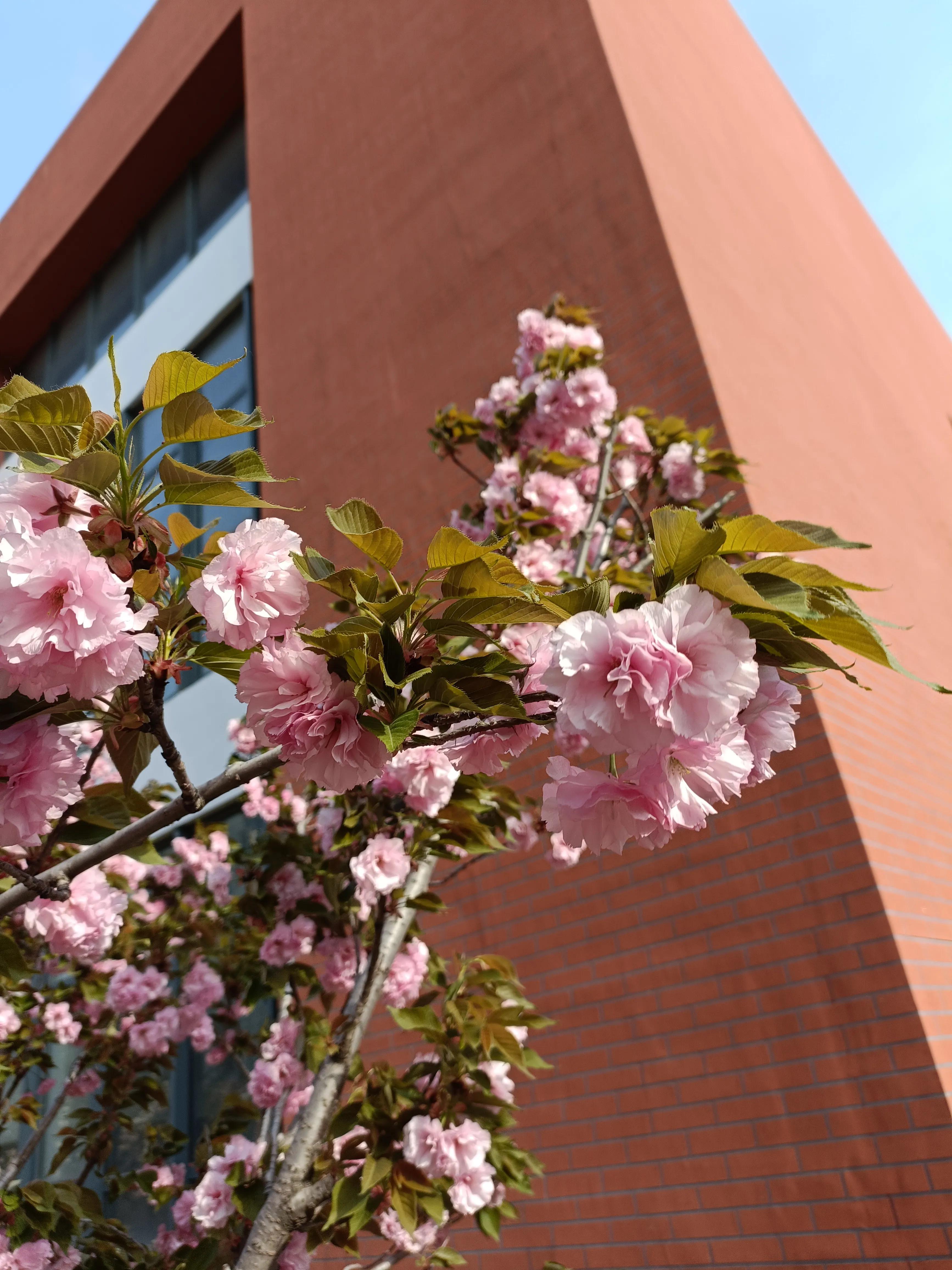 先到兄弟学校打卡看看春天的校园.花开得绚烂,吐露芳华.