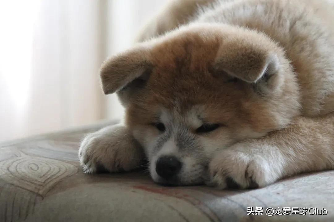 百科 | 秋田犬,感动世界的忠犬