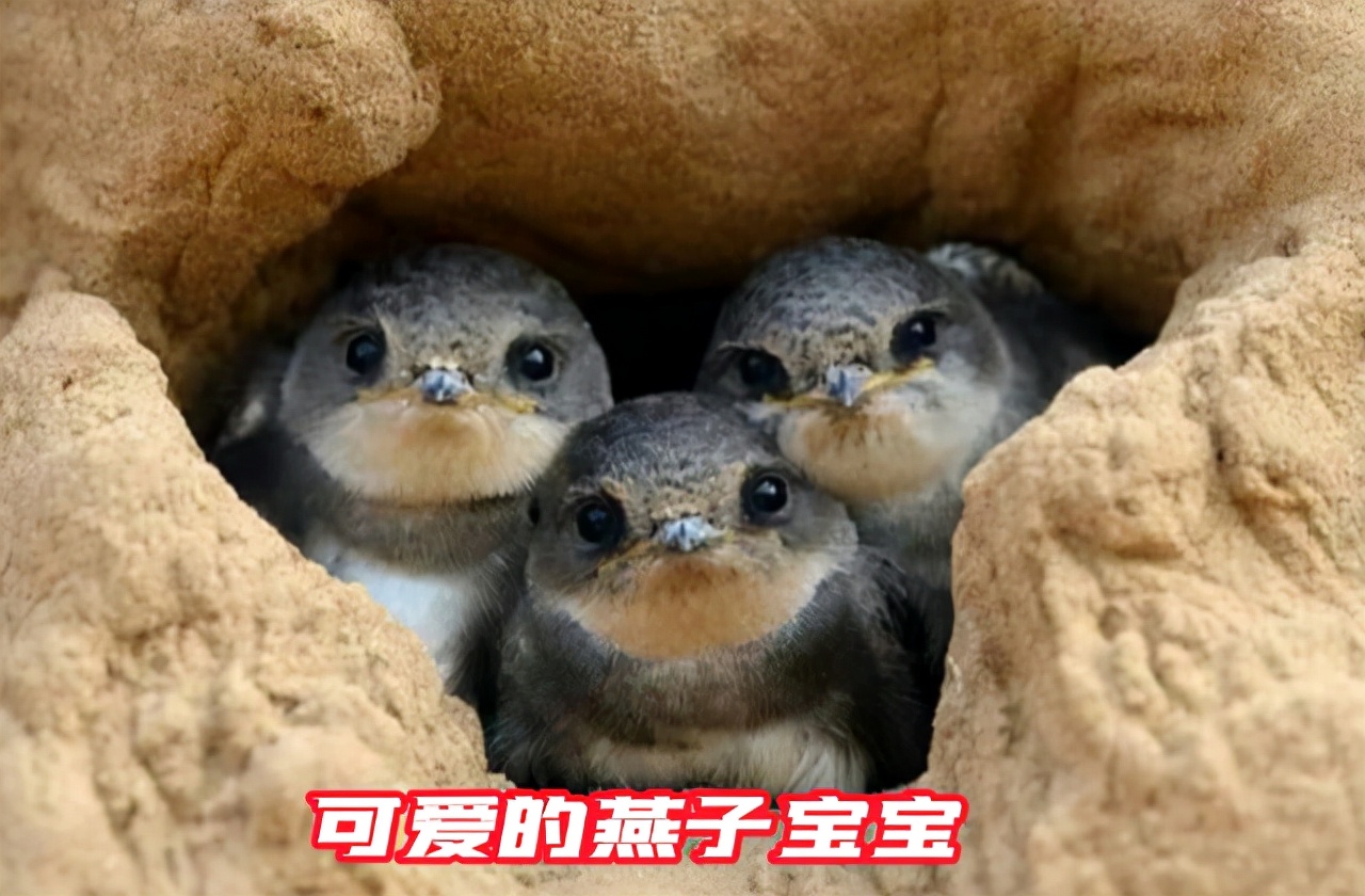 在农村，燕子怎样确定垒窝地址？说来你可能不信，你我也有参与