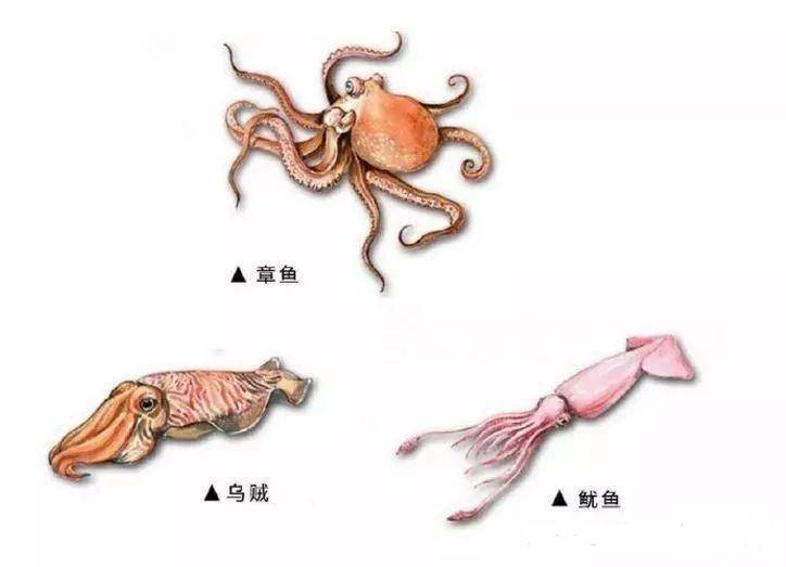 章鱼和鱿鱼的区别 章鱼乌贼和鱿鱼的区别图片