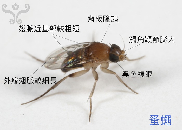 玉米男孩 原图 恐怖 -千百号