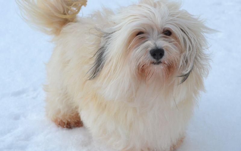 哈瓦那犬(havanese)別名哈瓦那比熊犬.