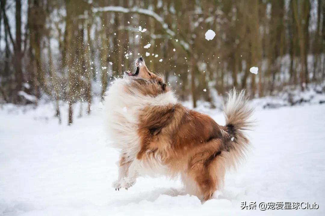 百科 | 苏格兰牧羊犬，端庄优雅的牧羊明灯
