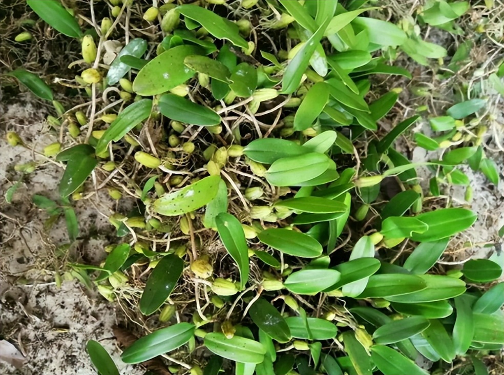 農村哪些植物能泡酒?不要只知道金櫻子,還有這6種野生浸酒食材