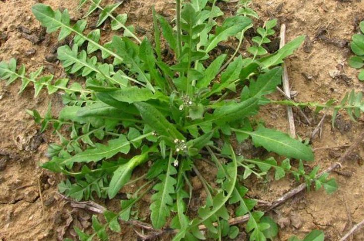 �Ѵ����ڻؼң�������δ����������16ζҰ��ͼ��