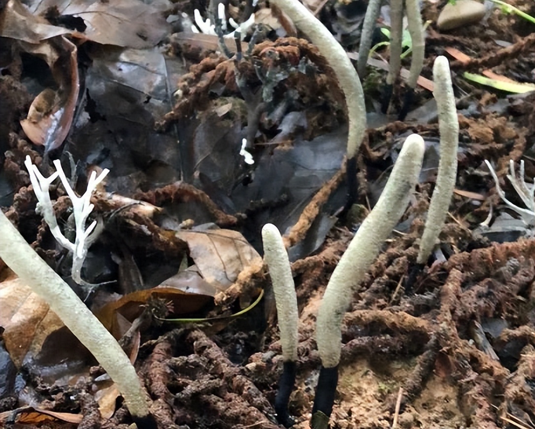 白参菌多少钱一斤(它叫) - 价格百科