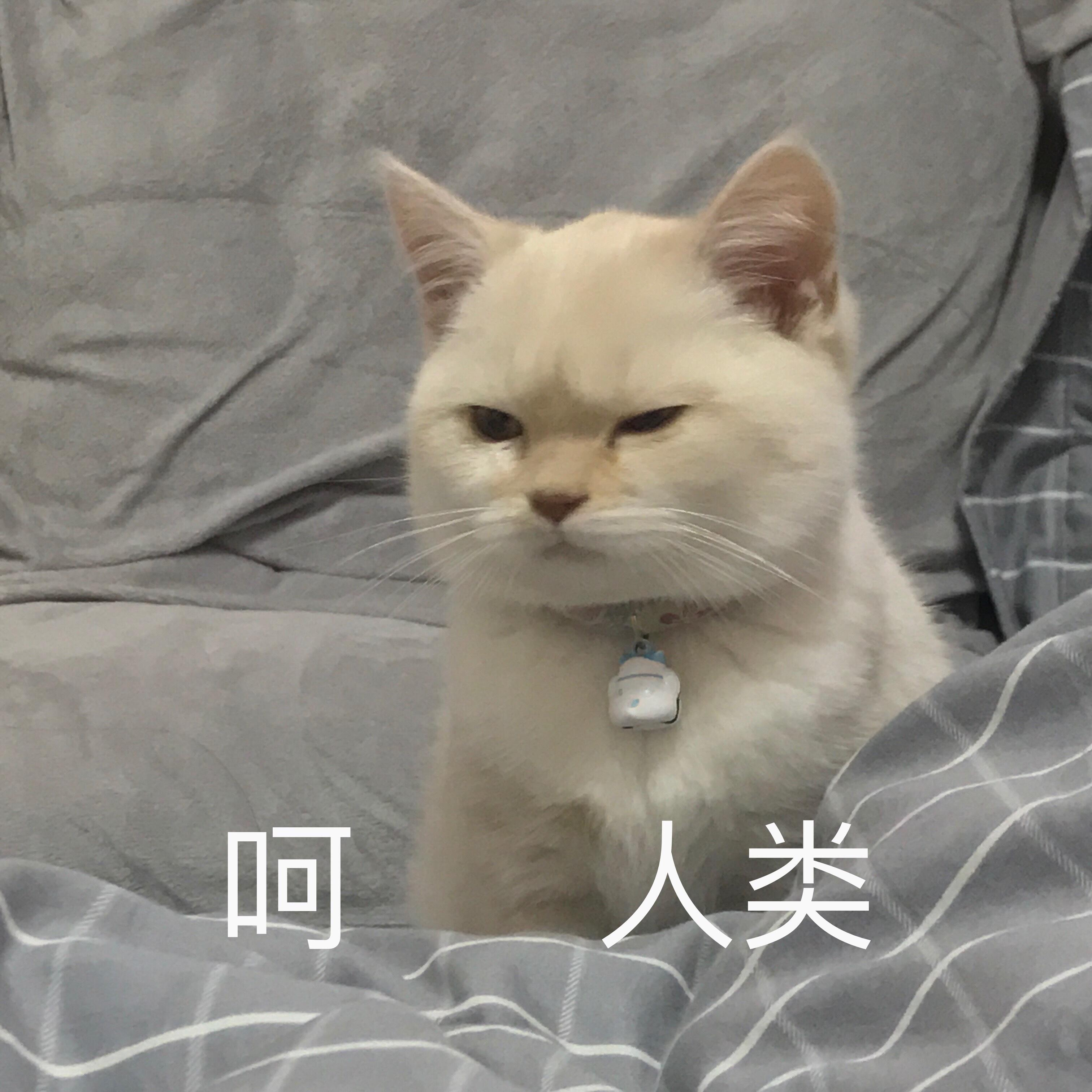 公认猫科动物智商排名：家猫在其中处于什么水平？